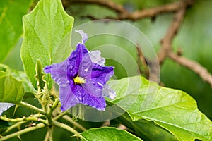Solanum wrightii benth or potato tree flower on nature background