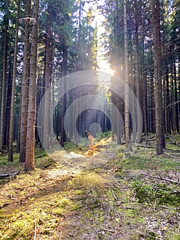 Solar beams in the forest