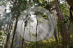Solar beams in forest photo