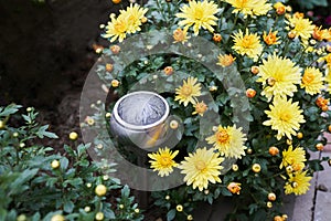 Solar cell lamp in garden with yellow Chrysanthemum