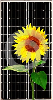 Solar energy panel with sunflower