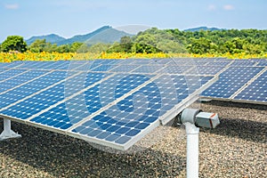 Solar energy panels and sunflower farmland