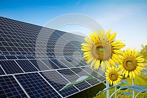 Solar energy panels on a sunflower field against sunny sky