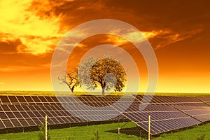 Solar energy panels before trees and sunset sky