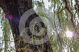 Solar flare on the camera lens. A sunbeam passes through foliage and trees in a park in nature. Green background with