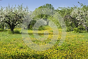 Solar glade with yellow flowers in the spring