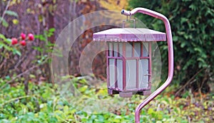 Solar Lantern in the Garden photo