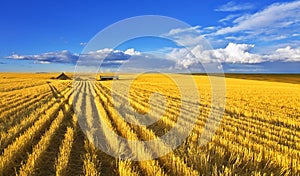 Solar midday on fields of Montana