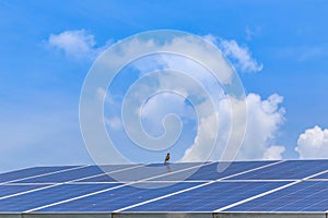 Solar panel alternative energy