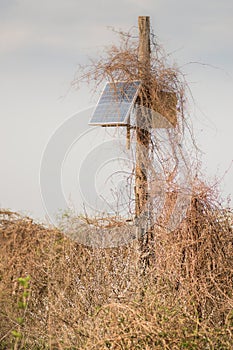 Solar panel on a pole wrapped in dry vegetation