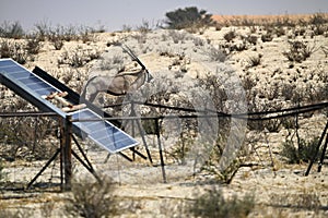 Solar panel in remote Africa with an Oryx antelope in the background