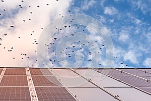 Solar panel with sky background and flock of flying birds photo