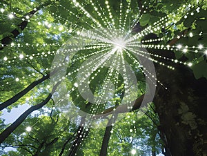 solar panels above a green tree to catch the sun