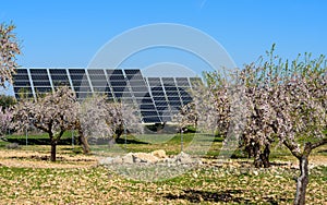 Solar panels in almond field II photo