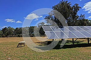 Solar panels in animals farm