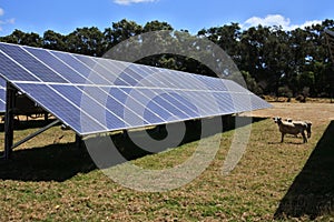 Solar panels in animals farm