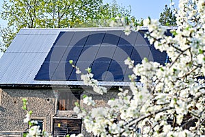 solar panels on barn roof behind plum tree