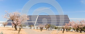 Solar panels in field of almond flowers, renewable energy concept, alternative electricity clean energy