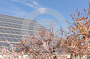 Solar panels in field of almond flowers, renewable energy concept, alternative electricity clean energy