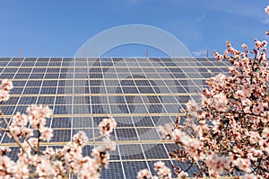 Solar panels in field of almond flowers, renewable energy concept, alternative electricity clean energy