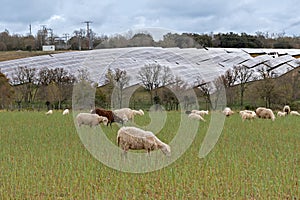 solar panels with flock of sheep, technology and rural