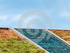 Solar panels on a roof covered with sedum for isolation