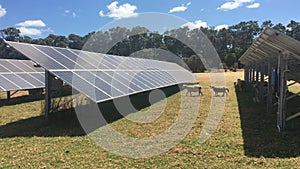 Solar panels in a sheep farm
