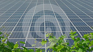 Solar panels station and green wine plant on sunny day