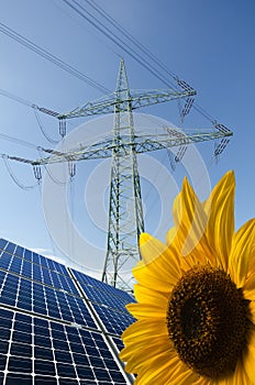 Solar panels, sunflower, utility pole with wires