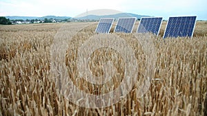 solar panles on the golden field