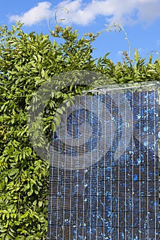 Solar Photovoltaic Cells & Bush