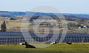 Solar power grid field shares a NYS cow pasture