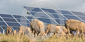 Solar power panels with grazing sheeps - photovoltaic system photo