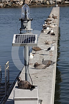 Solar Powered Marine Lantern Daytime Marina Seagulls