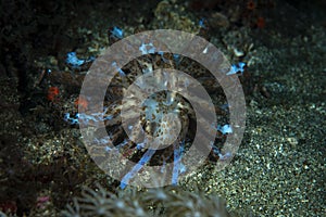 Solar powered nudi Phyllodesmium longicirrum