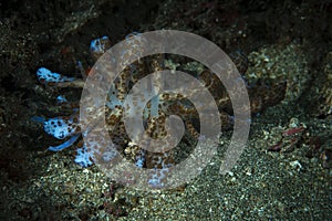 Solar powered nudi Phyllodesmium longicirrum