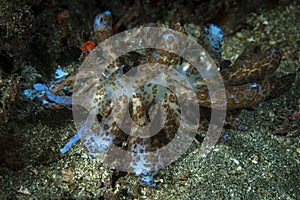 Solar powered nudi Phyllodesmium longicirrum