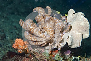 Solar Powered Nudi Phyllodesmium longicirrum photo