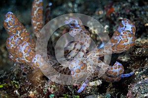 Solar-Powered Nudibranch in Lembeh Strait photo