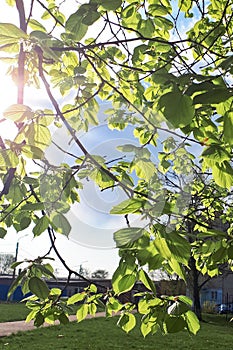 Solar warm rays through the leaves consecrate tree. The concept of dawn and spring photo