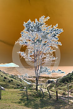 A solarised lone coastal tree