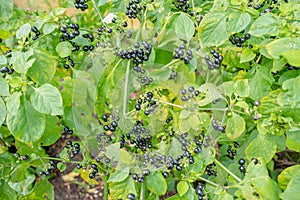 Solarum scabrum bush plants in close-up.