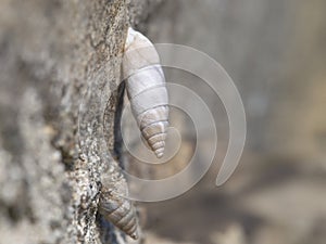 Solatopupa juliana, air-breathing land snails, terrestrial pulmonate gastropod mollusks. Chondrinidae. It has a long