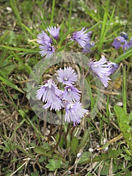 Soldanella alpina in bloom