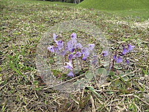 Soldanella alpina in bloom