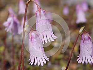 Soldanella alpina photo