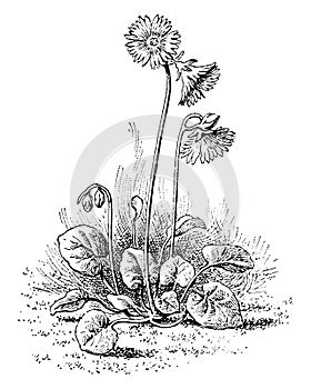 Soldanella Alpina vintage illustration