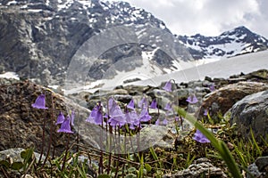 Soldanella flower photo