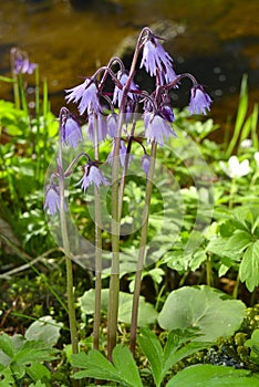 Soldanella montana photo