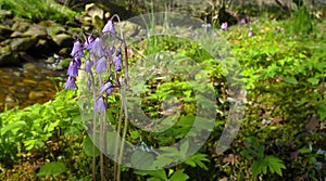 Soldanella montana - protected plant photo